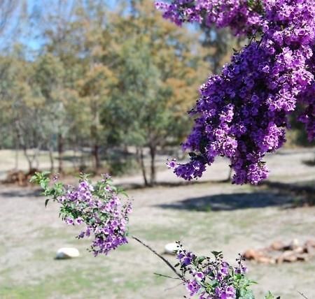 Gumleaves Bush Holidays Little Swanport Bagian luar foto