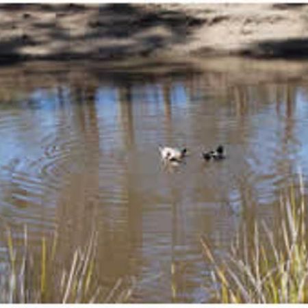 Gumleaves Bush Holidays Little Swanport Bagian luar foto
