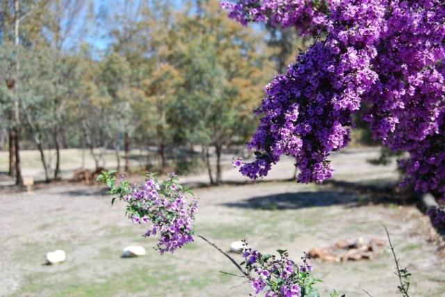 Gumleaves Bush Holidays Little Swanport Bagian luar foto