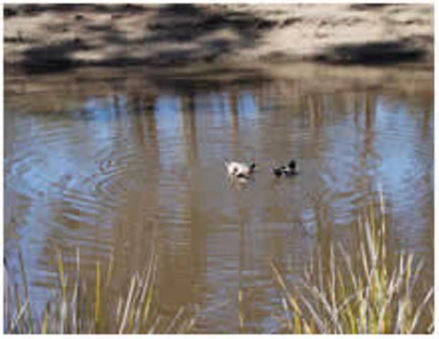 Gumleaves Bush Holidays Little Swanport Bagian luar foto
